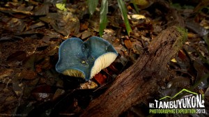 Mount Tambuyukon Expedition  